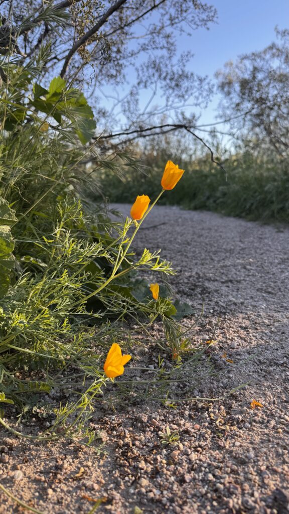 Wildflower family photos in Arizona during golden hour