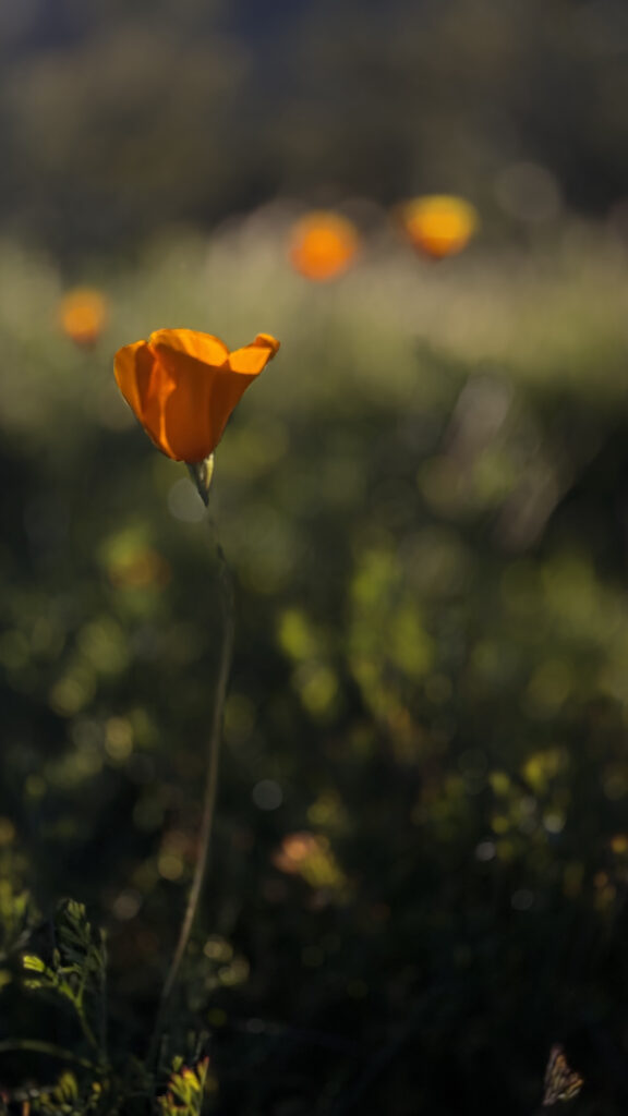 Wildflowers in Arizona during golden hour