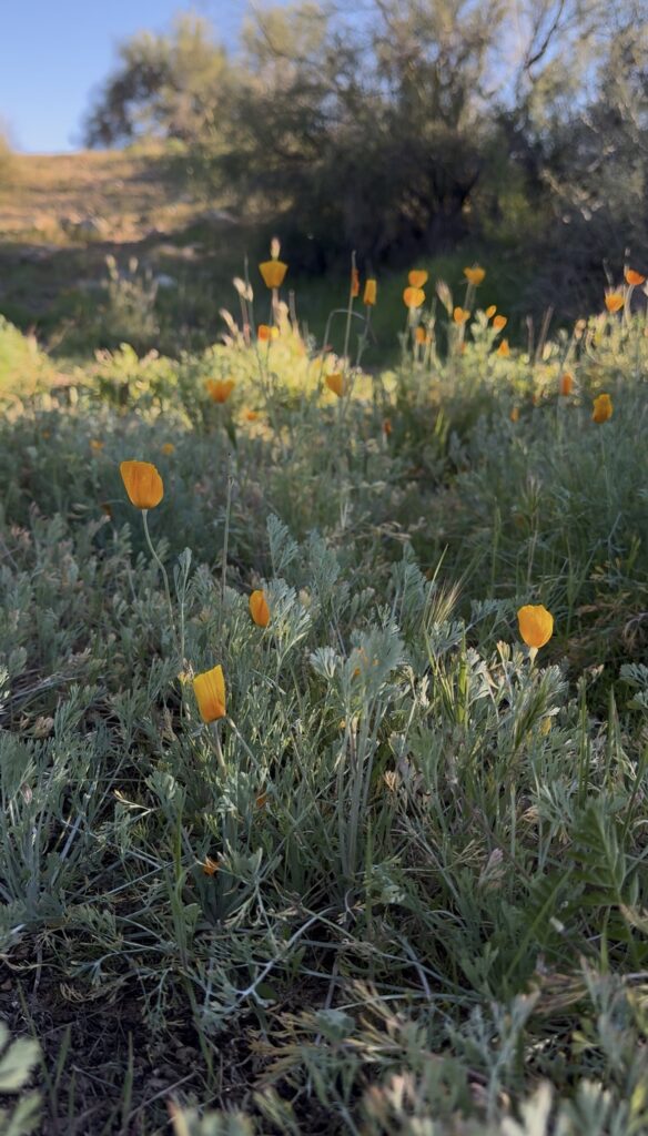 Wildflowers for family photos in Arizona